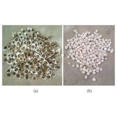 Moringa Seed kernals